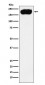 PMCA1 Antibody